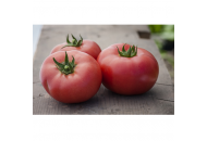 Ладженда F1 - томат индетерминантный, 500 семян, Syngenta (Сингента), Голландия  фото, цена